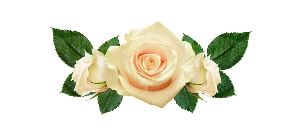 Rose flowers arrangement — Stock Photo, Image